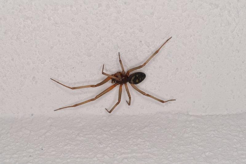 Steatoda_grossa_D3122_Z_76_Loosdrechtse plassen_Nederland.jpg